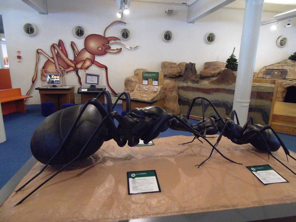 Museum display of some extinct species of ants