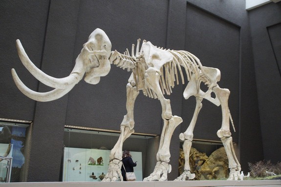 Woolly Mammoth Skeleton display